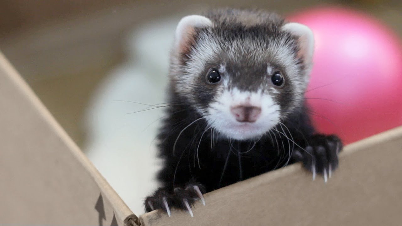 Ferret sanctuary near store me